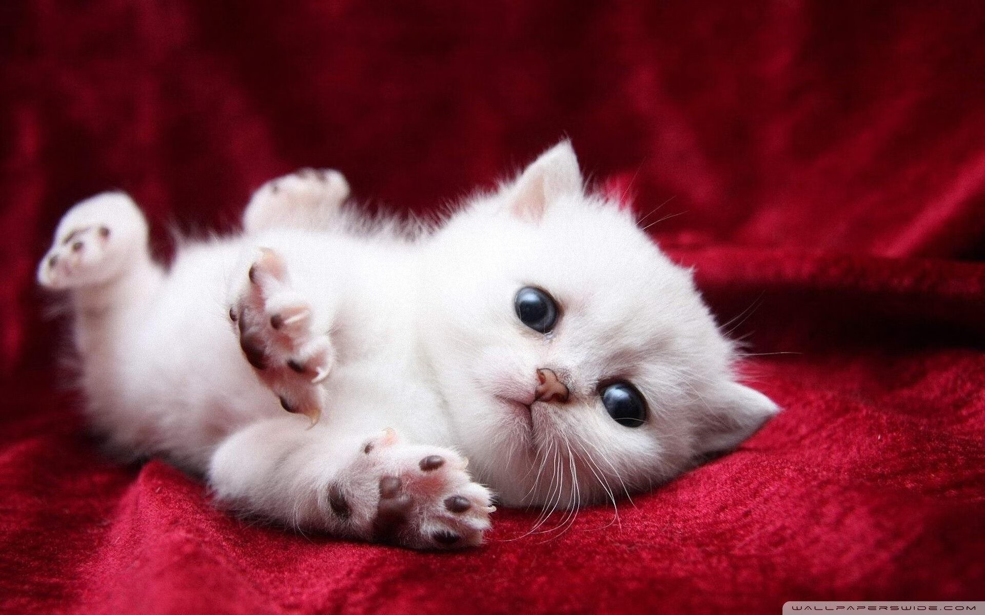 当他成为系统,NBA总决赛之夜与阿坎吉的稳定神话